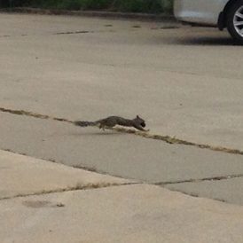 Entertaining Squirrels Image